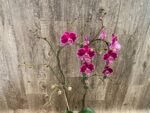 Huge 10 Spikes Phalaenopsis I-Hsin Romantic Poem 3F tall after main spikes bended (5.5" Pot) - Image 7