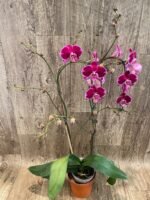 Huge 10 Spikes Phalaenopsis I-Hsin Romantic Poem 3F tall after main spikes bended (5.5" Pot) - Image 9