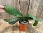 Huge 10 Spikes Phalaenopsis I-Hsin Romantic Poem 3F tall after main spikes bended (5.5" Pot) - Image 10