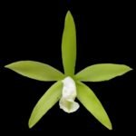 Lc. Green Veil x B. nodosa 4N (2.5" pot)