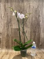 Double Spikes Phalaenopsis Large I-Hsin Purple Angel (4.5" pot) - Image 5