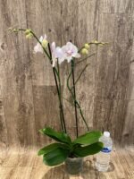 Double Spikes Phalaenopsis Large I-Hsin Purple Angel (4.5" pot) - Image 6