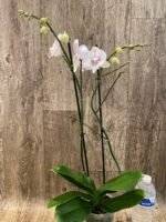 Double Spikes Phalaenopsis Large I-Hsin Purple Angel (4.5" pot) - Image 7