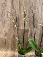 Phalaenopsis Large I-Hsin Dream Bubble BloomingSize (4.5" pot) - Image 4