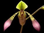In Bloom - Paph. lowii ‘Star Trek’ AQ/AOS x self (3.5” pot)