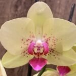 Double Spikes Mini Phalaenopsis lost tag (3.5” pot)