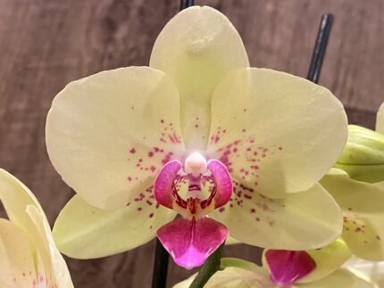 Double Spikes Mini Phalaenopsis lost tag (3.5” pot)