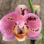 Double Spikes Phalaenopsis Dtps I-Hsin Fantastic World (3" pot)