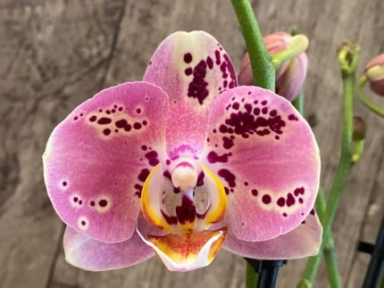 Double Spikes Phalaenopsis Dtps I-Hsin Picture (4.5" pot)