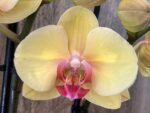 Double Spikes Phalaenopsis I-Hsin Sunny Girl (4.5" pot) - Image 2