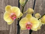 Double Spikes Phalaenopsis I-Hsin Sunny Girl (4.5" pot) - Image 3