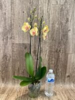 Double Spikes Phalaenopsis I-Hsin Sunny Girl (4.5" pot) - Image 4