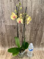 Double Spikes Phalaenopsis I-Hsin Sunny Girl (4.5" pot) - Image 5