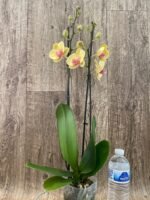 Double Spikes Phalaenopsis I-Hsin Sunny Girl (4.5" pot) - Image 6