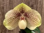 In Bloom Paph. leucochilum x hangianum Large Flower (2" pot) - Image 2