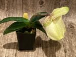 In Bloom Paph. leucochilum x hangianum Large Flower (2" pot) - Image 4