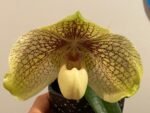 In Bloom Paph. leucochilum x hangianum Large Flower (2" pot) - Image 7