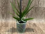 In Spikes Phalaenopsis Large I-Hsin Dream Bubble Bath ‘Peloric’ (3" pot) - Image 4