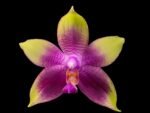 In Spike Fragrant Phalaenopsis Meidarland Kaiulani (3” pot) - Image 2