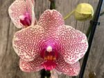 Double Spike Phalaenopsis I-Hsin Seasame (4.5" pot) - Image 2