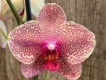 Double Spike Phalaenopsis I-Hsin Seasame (4.5" pot) - Image 3