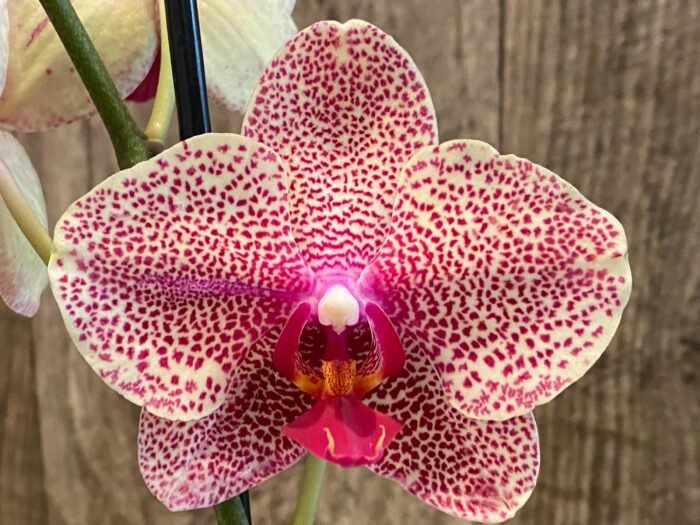 Double Spike Phalaenopsis I-Hsin Seasame (4.5" pot) - Image 3