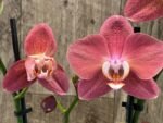 Rare Phalaenopsis Large I-Hsin Fantasist I Spike Peloric 1 Spike Normal Bloom (4.5" pot)