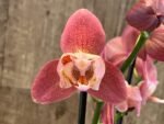Rare Phalaenopsis Large I-Hsin Fantasist I Spike Peloric 1 Spike Normal Bloom (4.5" pot) - Image 3