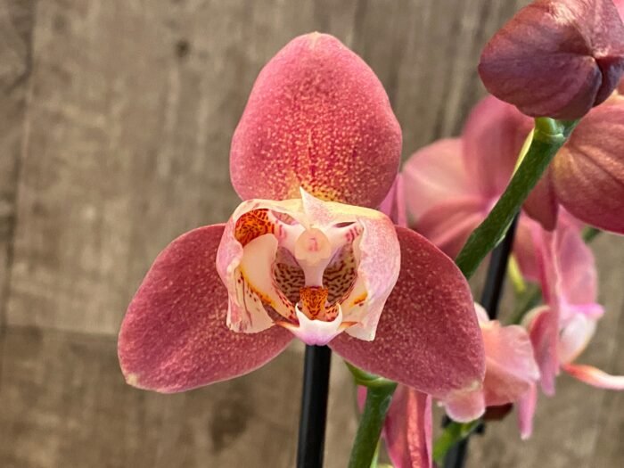 Rare Phalaenopsis Large I-Hsin Fantasist I Spike Peloric 1 Spike Normal Bloom (4.5" pot) - Image 3