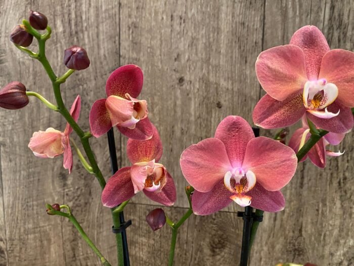 Rare Phalaenopsis Large I-Hsin Fantasist I Spike Peloric 1 Spike Normal Bloom (4.5" pot) - Image 4