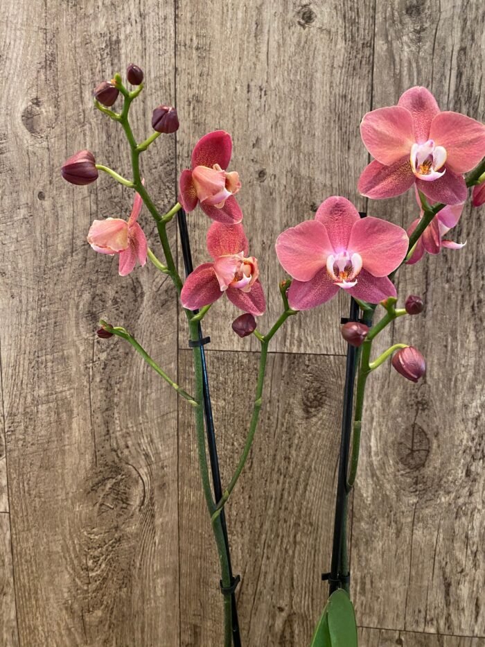 Rare Phalaenopsis Large I-Hsin Fantasist I Spike Peloric 1 Spike Normal Bloom (4.5" pot) - Image 5