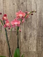 Rare Phalaenopsis Large I-Hsin Fantasist I Spike Peloric 1 Spike Normal Bloom (4.5" pot) - Image 6