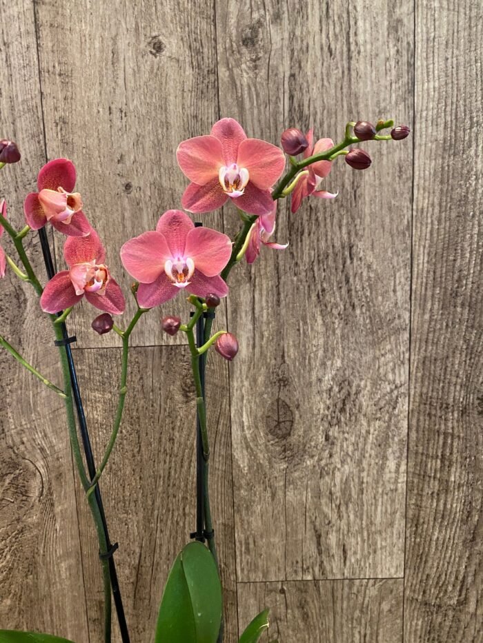 Rare Phalaenopsis Large I-Hsin Fantasist I Spike Peloric 1 Spike Normal Bloom (4.5" pot) - Image 6