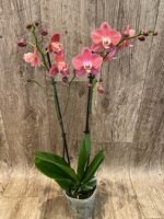 Rare Phalaenopsis Large I-Hsin Fantasist I Spike Peloric 1 Spike Normal Bloom (4.5" pot) - Image 8
