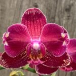 Rare Double Spike Phalaenopsis I-Hsin Red Magpie ‘Peloric’ (4.5" pot)