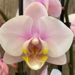 Double Spikes Phalaenopsis Sweet Day (3.5" pot)