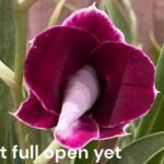 Triple Spikes  Miltoniopsis Edie Brown x Pierre Langeron (4.5” pot)