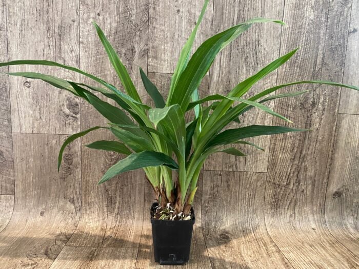Zygopetalum mackayi x Zygopetalum Debbie de Mello ‘Honolulu Baby’ (BS, 3.5" pot) - Image 2