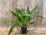 Zygonisia Cynosure ‘Blue Birds’ x Zygopetalum Kiwi Geyser (BS, 3.5" pot) - Image 3