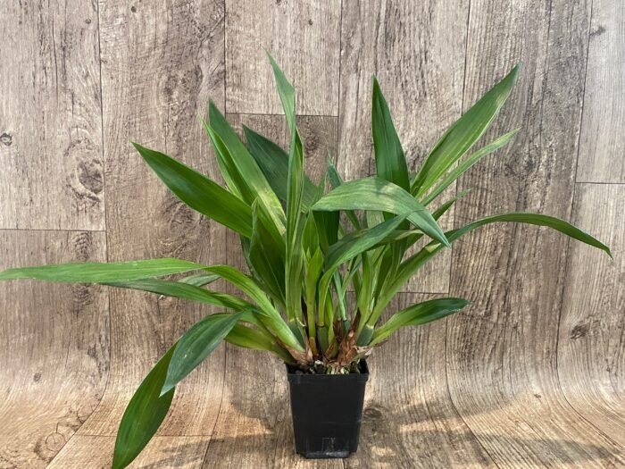 Zygonisia Cynosure ‘Blue Birds’ x Zygopetalum Kiwi Geyser (BS, 3.5" pot) - Image 3