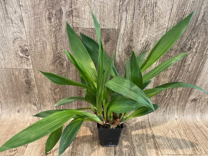 Zygonisia Cynosure ‘Blue Birds’ x Zygopetalum Kiwi Geyser (BS, 3.5" pot) - Image 4