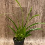 In Spike - Phragmipedium Tale Olson with 3 new growths (4.5” pot)