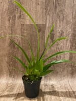 In Spike - Phragmipedium Tale Olson with 3 new growths (4.5” pot)