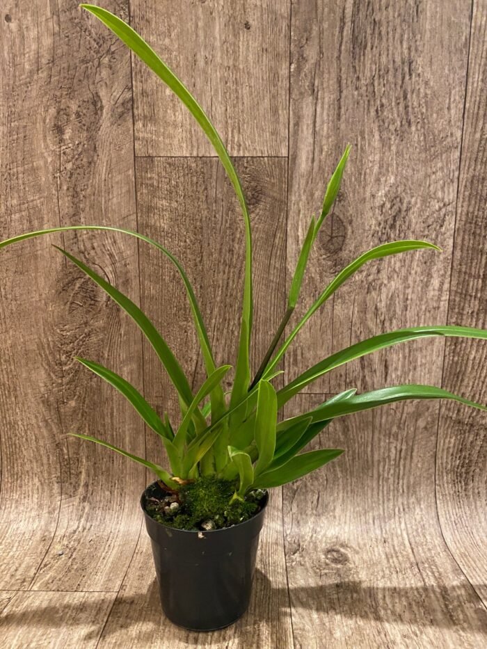In Spike - Phragmipedium Tale Olson with 3 new growths (4.5” pot) - Image 1