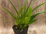 In Spike - Phragmipedium Tale Olson with 3 new growths (4.5” pot) - Image 3