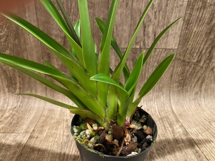 In Spike - Phragmipedium Tale Olson with 3 new growths (4.5” pot) - Image 4