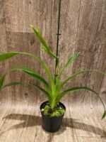 In Spike - Phragmipedium Phrag. QF Wallea Maui (4.5” pot) - Image 2