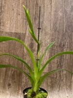 In Spike - Phragmipedium Phrag. QF Wallea Maui (4.5” pot) - Image 3