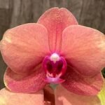 In Spikes Phalaenopsis Surfsong (3.5" pot)