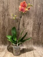 In Spikes Phalaenopsis Surfsong (3.5" pot) - Image 2